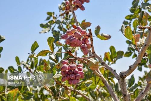 کاهش ۱۰ درصدی تولید پسته نسبت به سال قبل